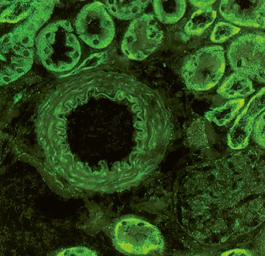 FITC染色后的小鼠肾脏