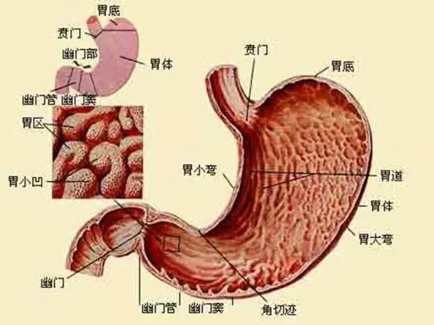 胃窦:胃窦指的是幽门与胃角切迹平面之间的部分  ?
